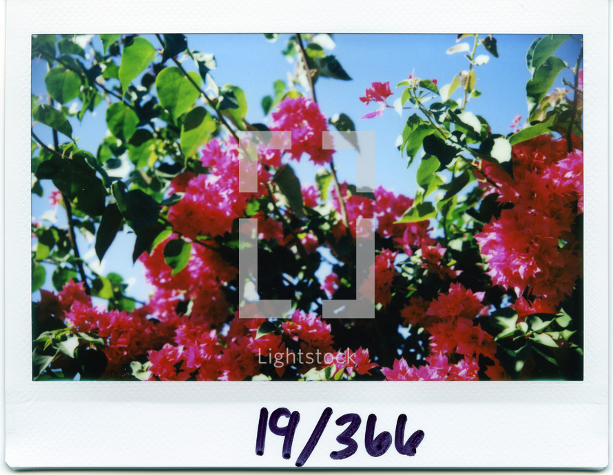 Polaroid of crape myrtle flowers 