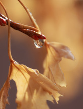 Water drop on a fall tree branch. 