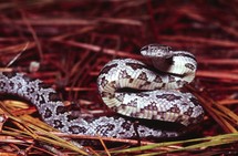 Copperfhead snake, juvenile (Agkistrodon contortrix) poisonous, Beaufort County, North Carolina in pine needles. [12 inches long]