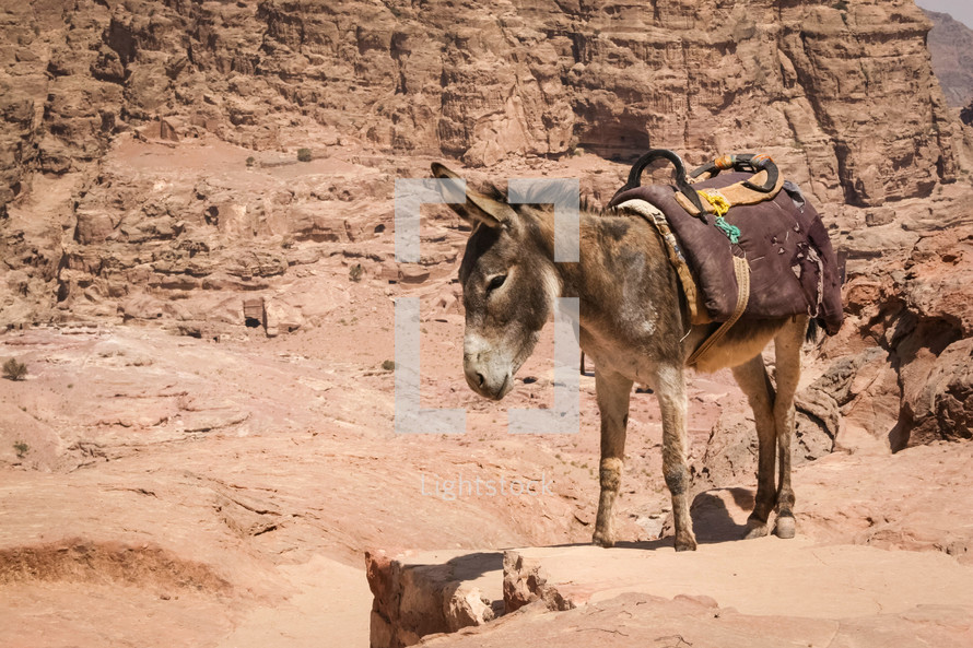 donkey with a saddle 