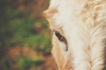 a donkey eye 