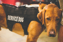 A service dog in a vest 