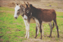 two donkeys 