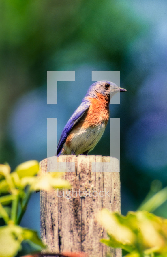 Eastern Bluebird male perched on a post, upstate, New York.