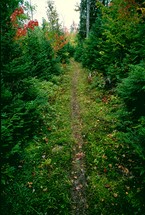 worn path through summer forest 