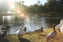 ducks at a pond 
