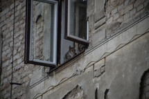 cat sitting in an opened window 