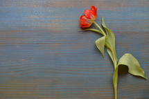 one single red tulip on a cyan wooden table 