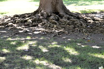 tree trunk with roots