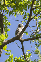 owl in a tree