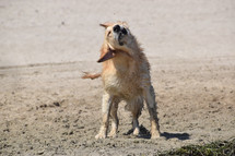 Golden Retriever at the beach shaking off water after a swim