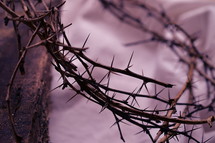 crown of thorns up close