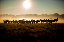 herd of deer at sunset 