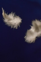 Flying white feathers in front of a deep blue background. 
feathers, flying, white, feather, light, lightweight, featherweight, weight, feathery, feather-light, hover, hovering, float, floating, floatation, levitate, levitation, free, freedom, easy, pure, lightness, ease, facility, levity, easiness, easily, bird, birds, fly, wing