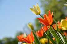 orange, yellow, and white tulips 