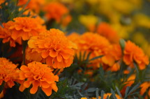 bright orange marigolds autumn flowers. 
