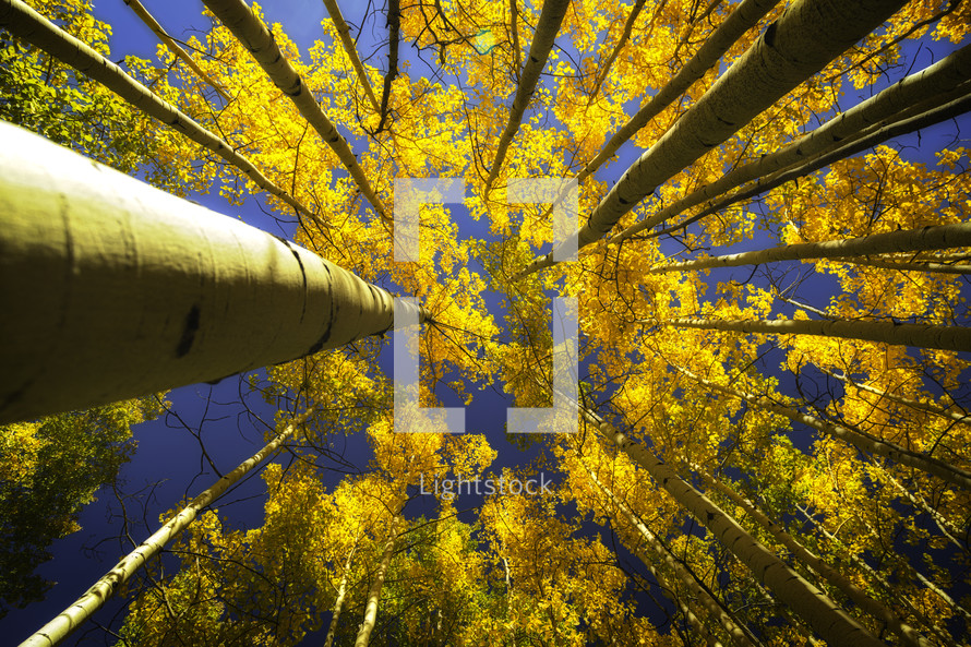 Upper view of the Aspen trees in the fall season with clear blue skies showing through