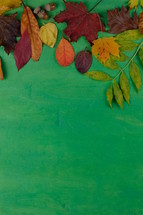 fall leaves on green background 