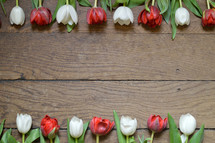 Two rows of red and white tulips on a wooden table. 
