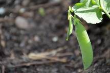 A bean pod growing in a garden.