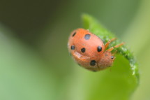 ladybug up close, 
ladybug, ladybugs, beetle, lady beetle, red, points, insect, insects, animal, crawl, scuttle, scramble, scrabble, little, nature, wonder, miracle, marvel, fascinating, dot, dots, spot, blob, spots