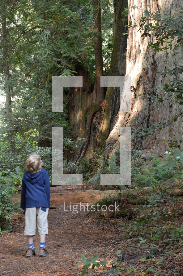 a child looking up at tall trees in a forest 