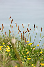 yellow wildflowers and tall grasses 