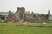 cattle and ruins of an old cathedral 