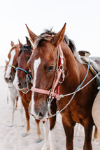 rows of horses in saddles 