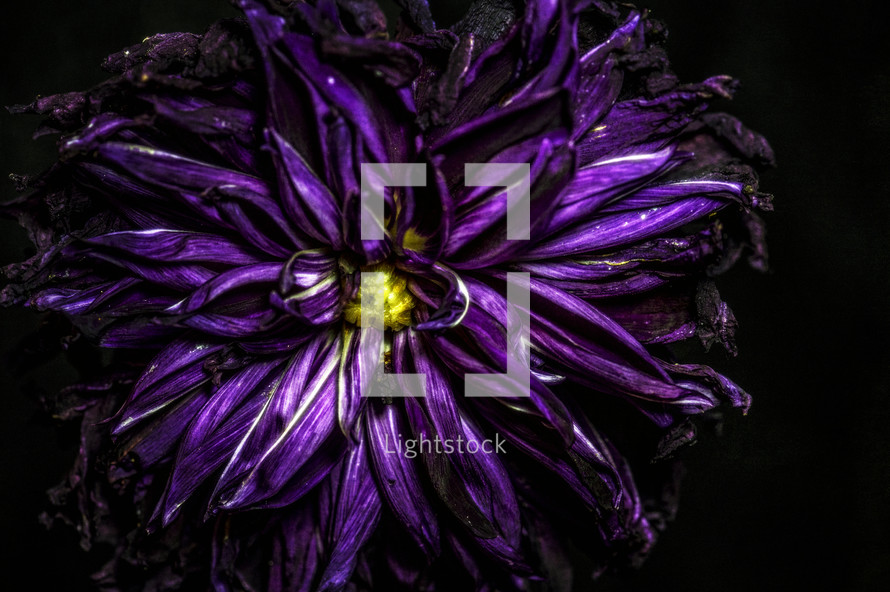 purple flower against a black background 