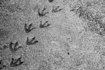 seagull tracks in the sand, 
tracks, footprints, foot, foot prints, traces, trace, tracks, follow, walk, along, alone, trail, trails, imprint, leave, left, go, going, walking, following, behind, permanent, enduring, lasting, last, show, showing, bird, feet