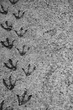 seagull tracks, 
tracks, footprints, foot, foot prints, traces, trace, tracks, follow, walk, along, alone, trail, trails, imprint, leave, left, go, going, walking, following, behind, permanent, enduring, lasting, last, show, showing, bird, feet