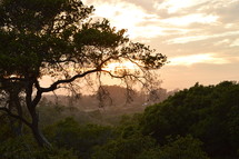 tree and treetops at sunrise 
