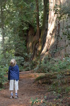a child looking up at tall trees in a forest 