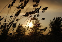 Grass and weeds under a golden sunset.