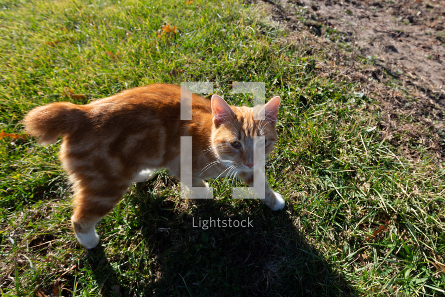 Orange barn cat with missing tail