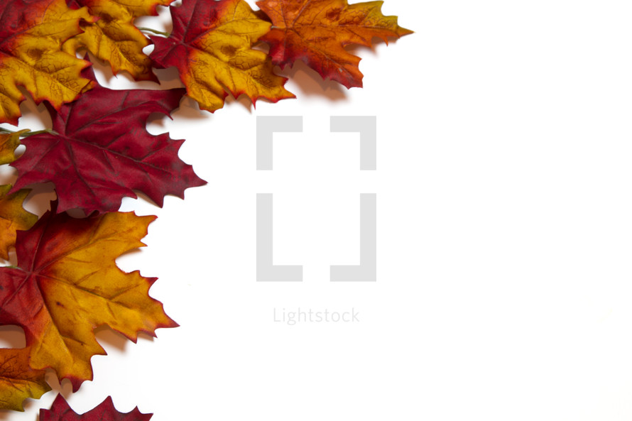 brown fall leaves border on white background 