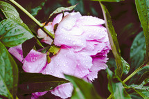 wet pink flower 