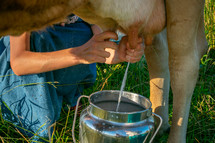 milking a cow 