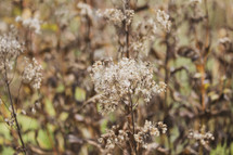 brown dried flowers outdoors 
