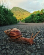 a snail on pavement 