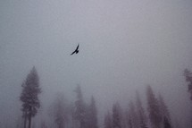 Cloudy morning in the woods with flying bird