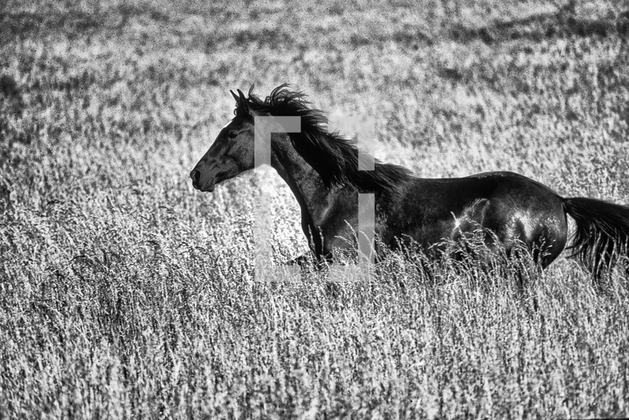 Half Arabian and half Appaloosa horse running in tall grass of unmowed pasture.