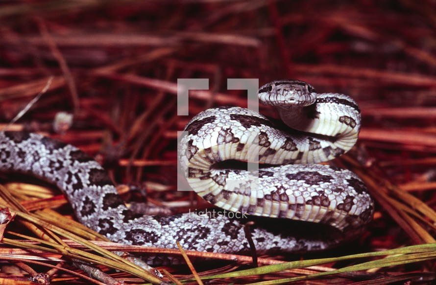Copperfhead snake, juvenile (Agkistrodon contortrix) poisonous, Beaufort County, North Carolina in pine needles. [12 inches long]