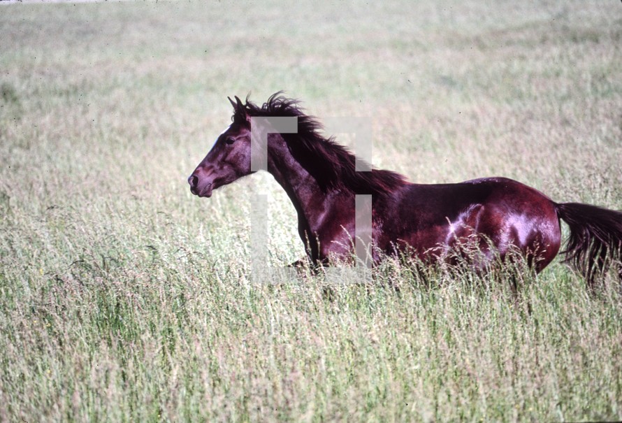 wild horse running in a field 
