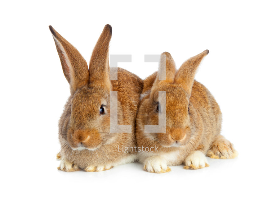 two rabbits 