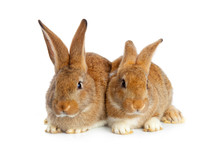 two rabbits 