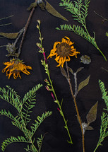 dried sunflowers on a black background 