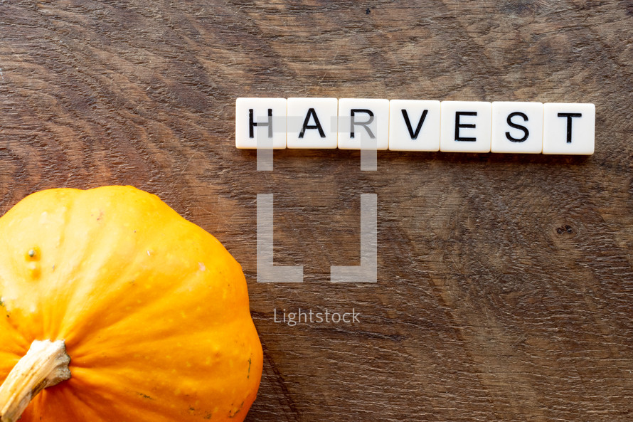 orange pumpkin and word harvest 