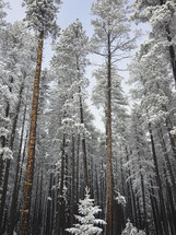 winter trees in a forest 